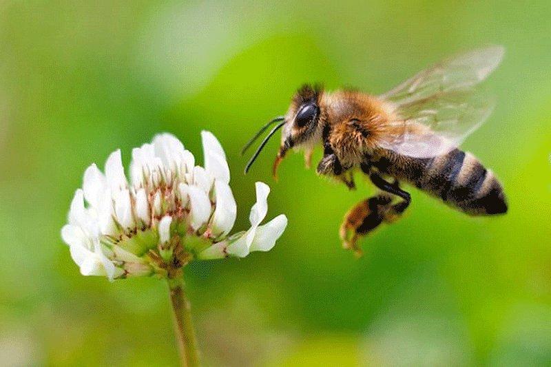 زنبورهای ریاضی دان زنبورهای ریاضی دان