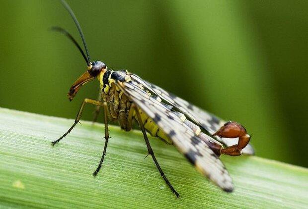 18 گونه جدید از حشرات آبزی شناسایی شدند