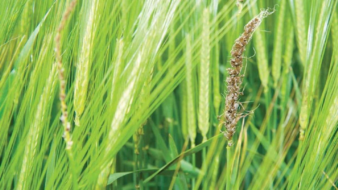 سیاهک یکی از مهمترین بیماری های گندم و جو