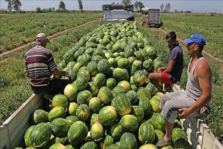 ذاکر: خسارات خرابی 20 هزار تن هندوانه صادر شده از ارومیه پیگیری شود