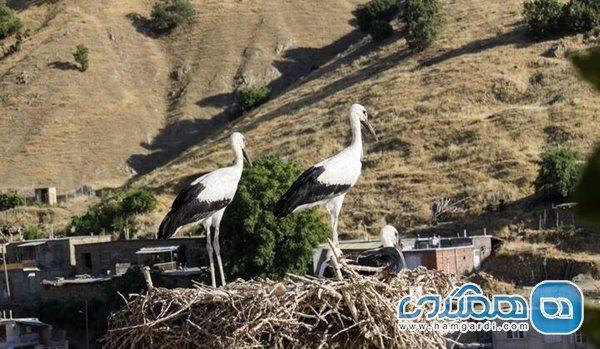 روستای لک لک ها در نوروز میزبان گردشگران داخلی و خارجی خواهد روستای لک لک ها در نوروز میزبان گردشگران داخلی و خارجی خواهد بود