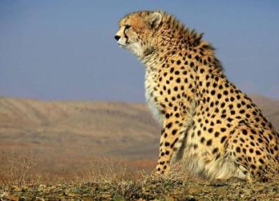 استفاده از نماد یوزپلنگ ایرانی بر روی پاکت سیگار!